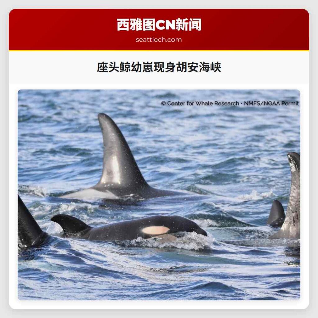 座头鲸幼崽现身胡安海峡