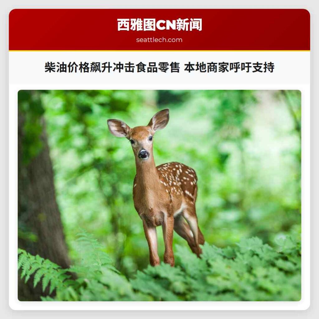 柴油价格飙升冲击食品零售 本地商家呼吁支持