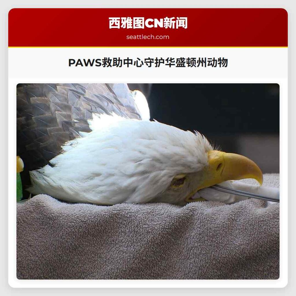 PAWS救助中心守护华盛顿州动物