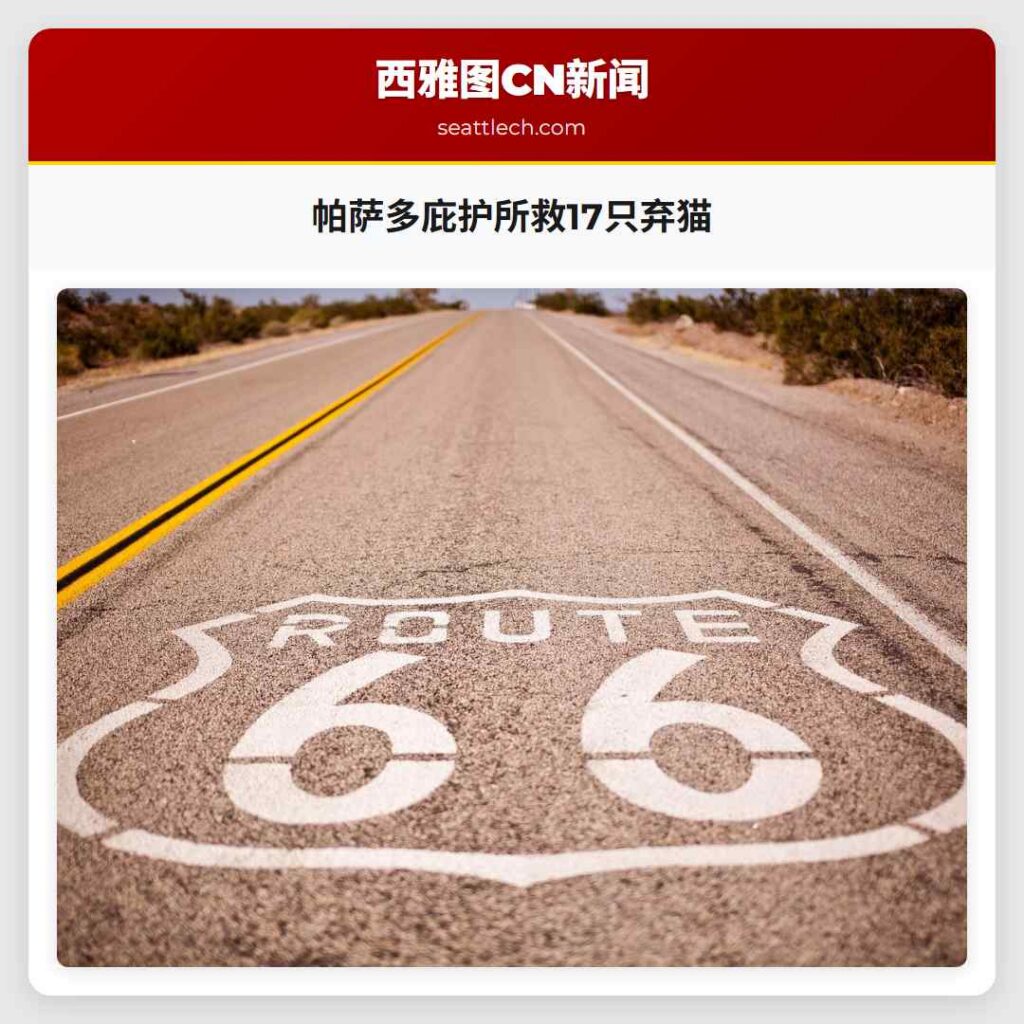 帕萨多庇护所救17只弃猫