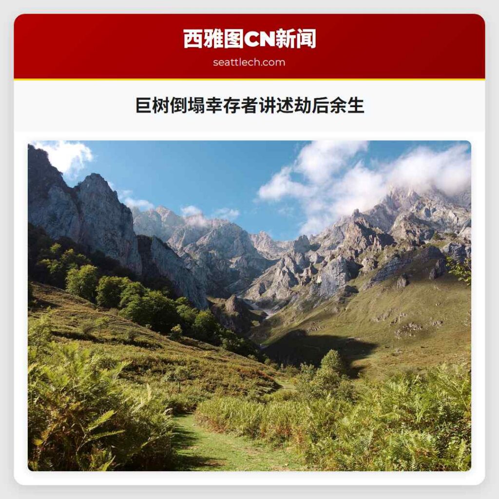 巨树倒塌幸存者讲述劫后余生