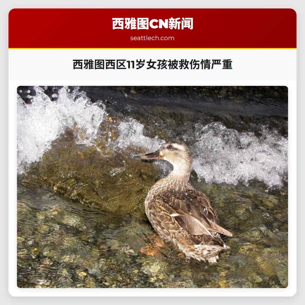 西雅图西区11岁女孩被救伤情严重