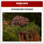 这是我们社区的胜利：皮尔斯县警方摧毁大型毒品集团