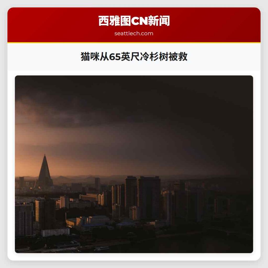 猫咪从65英尺冷杉树被救