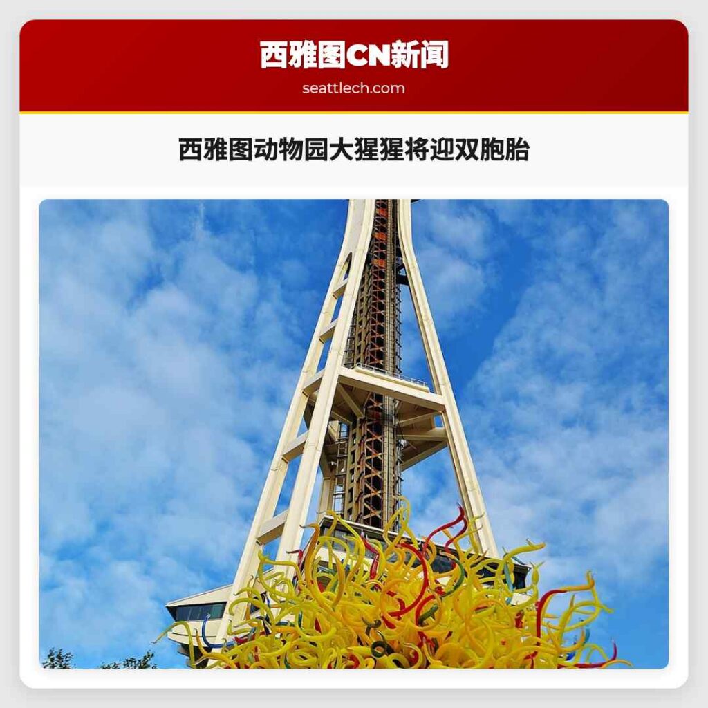 西雅图动物园大猩猩将迎双胞胎