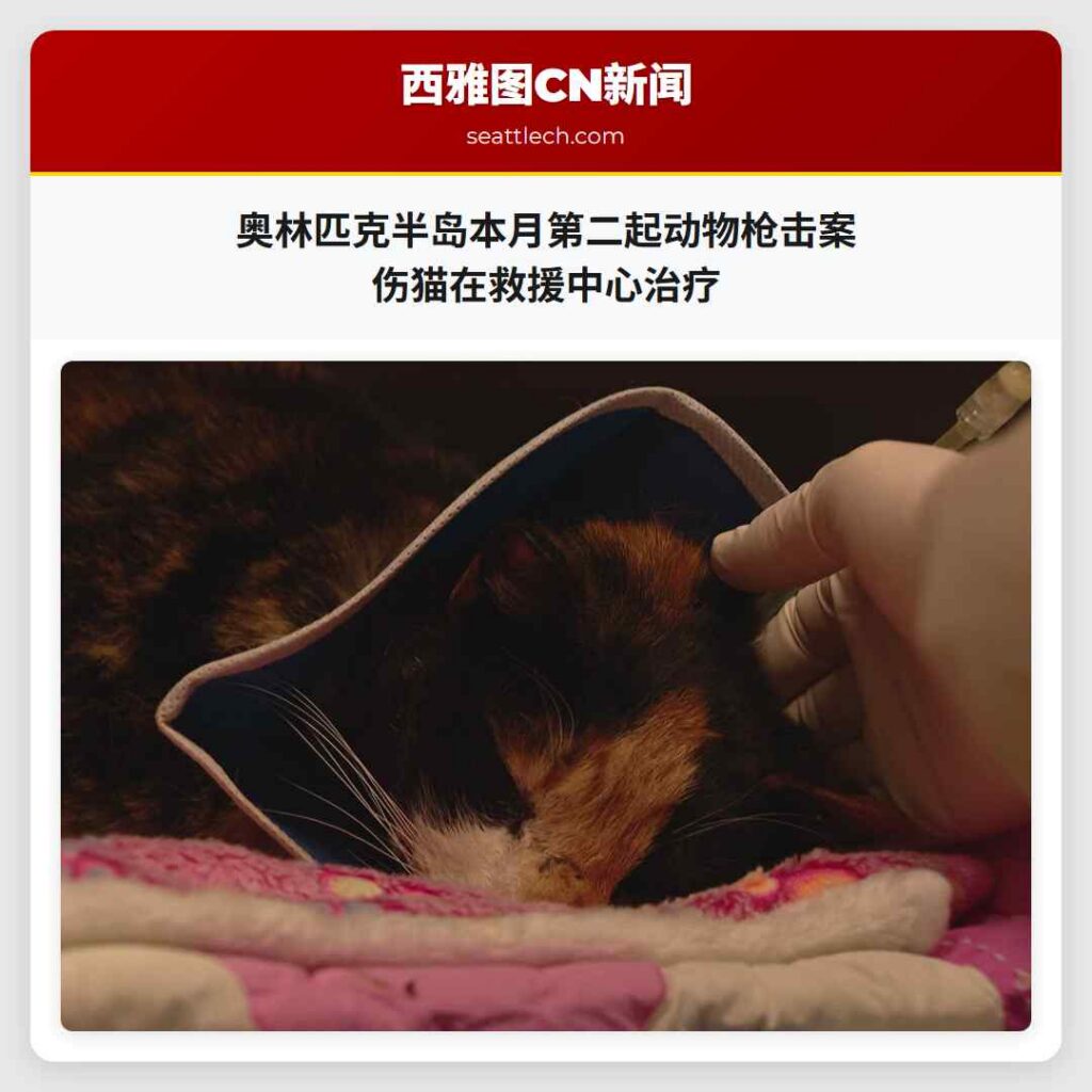 奥林匹克半岛本月第二起动物枪击案 伤猫在救援中心治疗