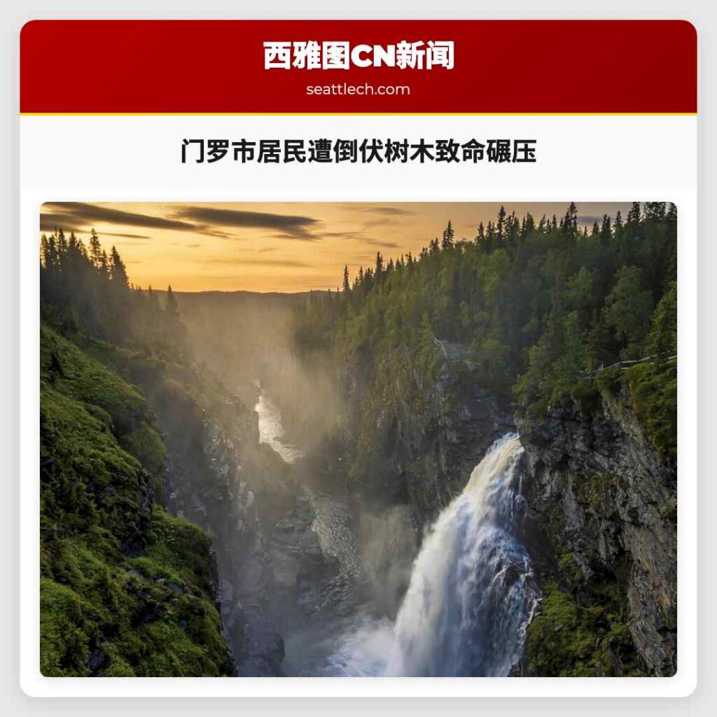 门罗市居民遭倒伏树木致命碾压