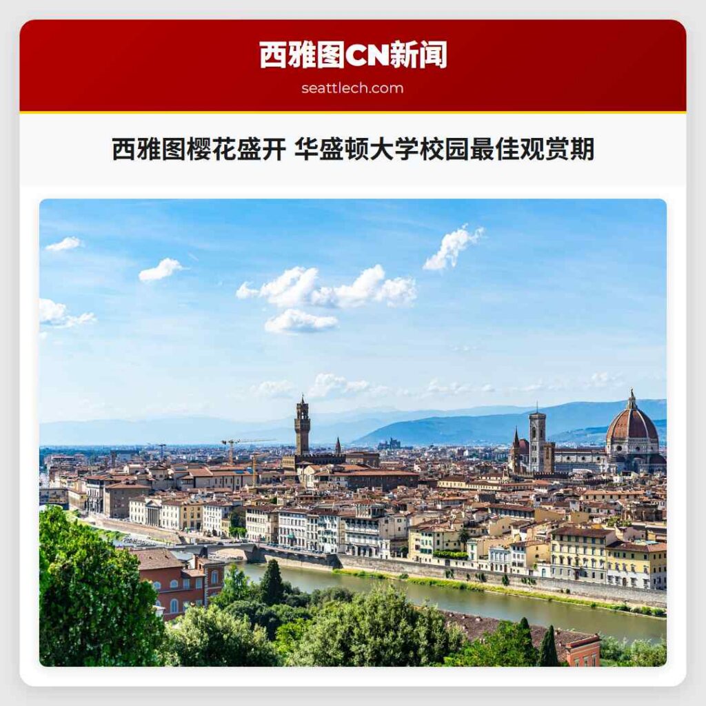 西雅图樱花盛开 华盛顿大学校园最佳观赏期