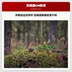 伊朗退出世界杯 西雅图赛事前景不明