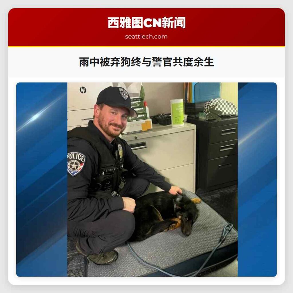 雨中被弃狗终与警官共度余生