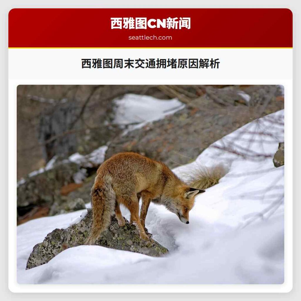 西雅图周末交通拥堵原因解析