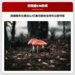 西雅图市长提议4.1亿美元税收支持市立图书馆