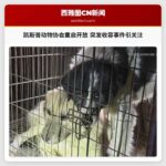 凯斯普仁爱动物协会重启开放 突发收容事件引关注