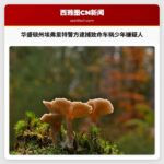 华盛顿州埃弗里特警方逮捕2024年致命车祸少年嫌疑人