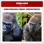 西雅图动物园双胞胎大猩猩诞生 家庭群落再添新成员