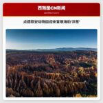 点德菲安动物园迎来新成员–名为洋葱的盲眼海豹