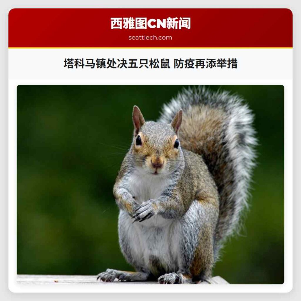 塔科马镇处决五只松鼠 防疫再添举措