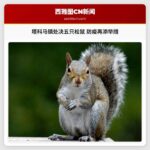 华盛顿州塔科马镇处决五只松鼠 疫情防控再添举措