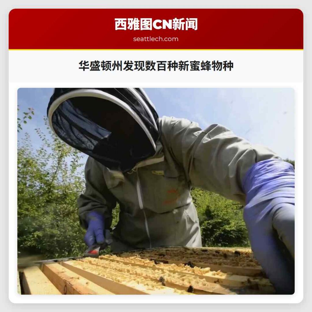 华盛顿州发现数百种新蜜蜂物种