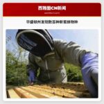 华盛顿州新发现数百种蜜蜂物种