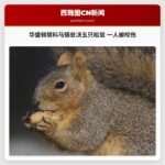 华盛顿州塔科马镇处决五只松鼠 一人被咬伤