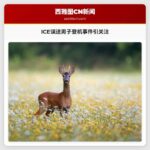 ICE误送男子登机事件引关注