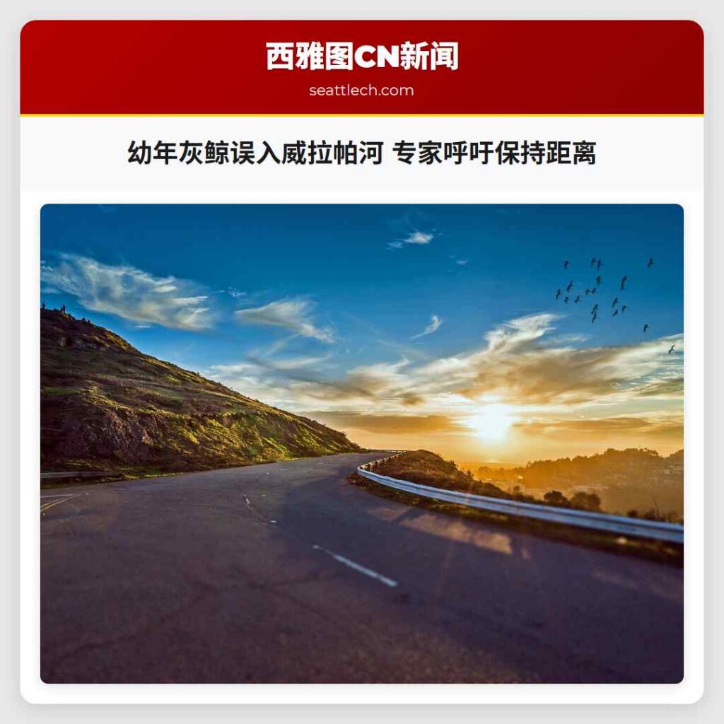 幼年灰鲸误入威拉帕河 专家呼吁保持距离