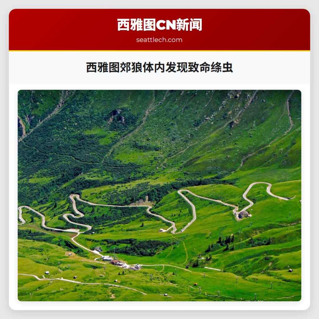西雅图郊狼体内发现致命绦虫