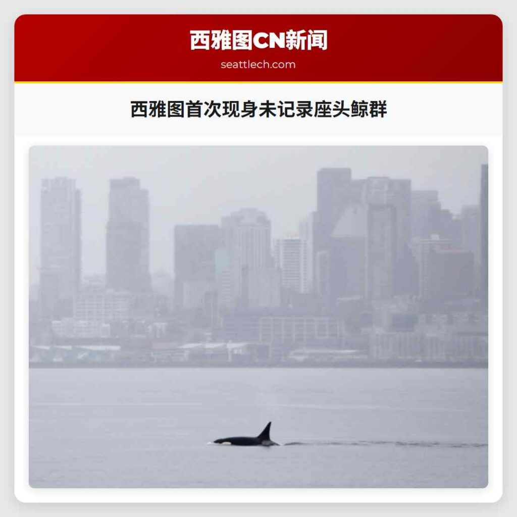 西雅图首次现身未记录座头鲸群