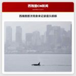 西雅图首次现身未记录座头鲸群 观鲸热潮再掀
