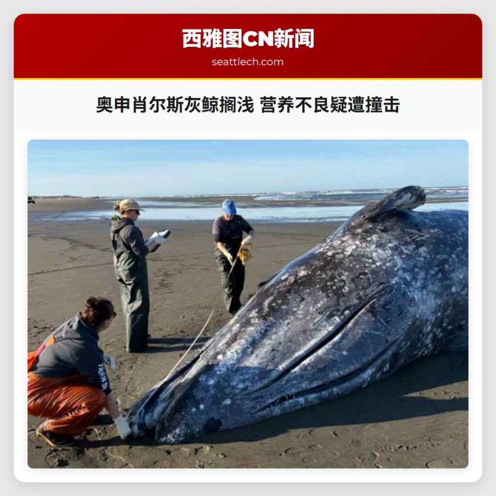 奥申肖尔斯灰鲸搁浅 营养不良疑遭撞击