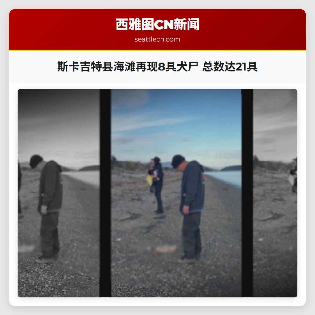 斯卡吉特县海滩再现8具犬尸 总数达21具