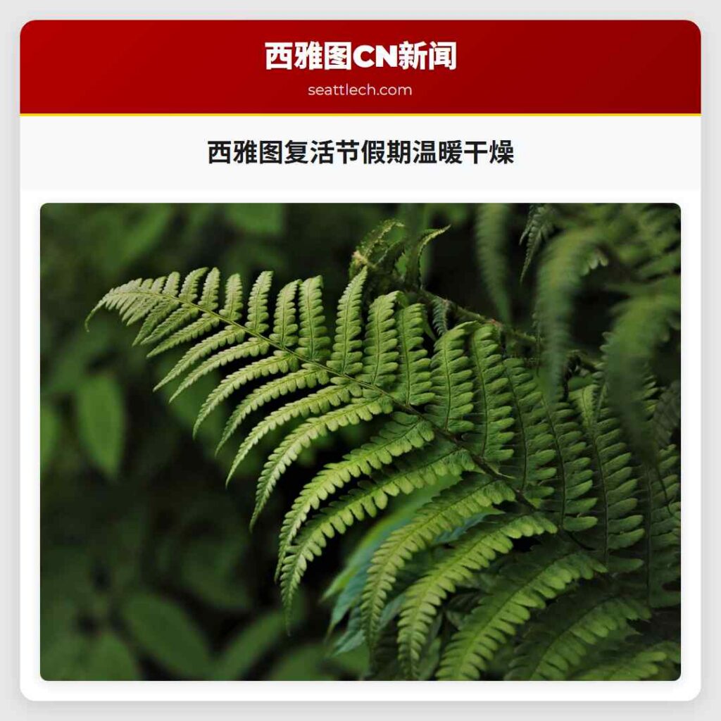 西雅图复活节假期温暖干燥