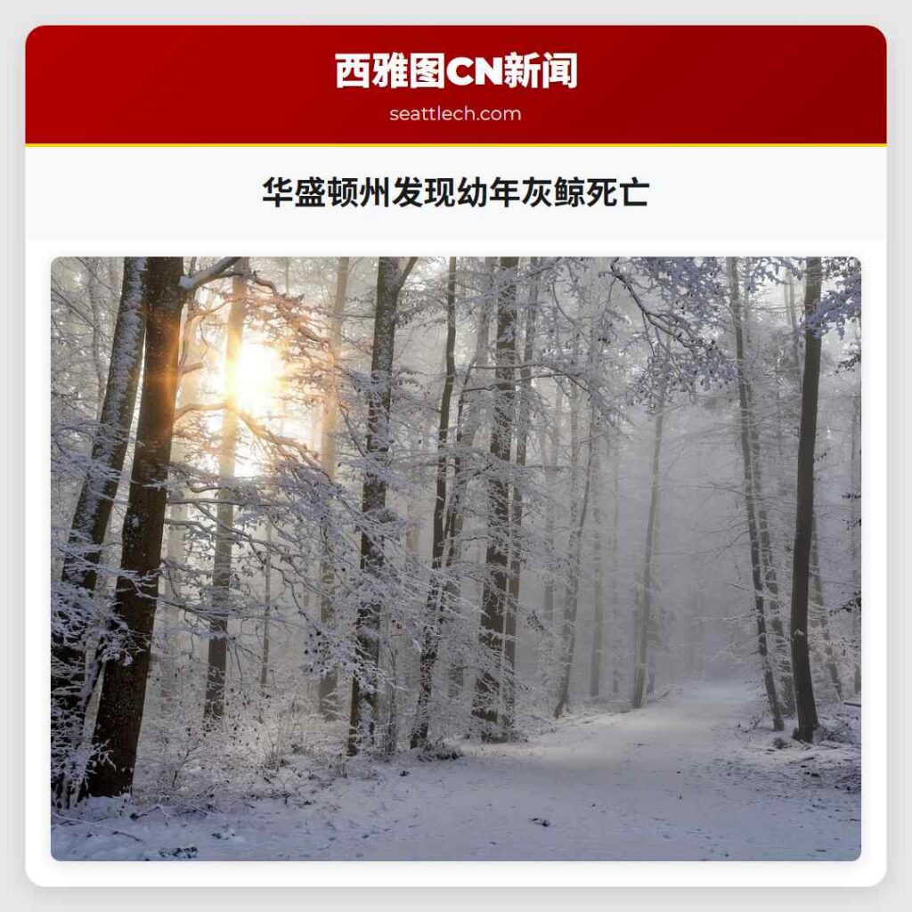 华盛顿州发现幼年灰鲸死亡