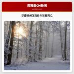 华盛顿州发现幼年灰鲸死亡