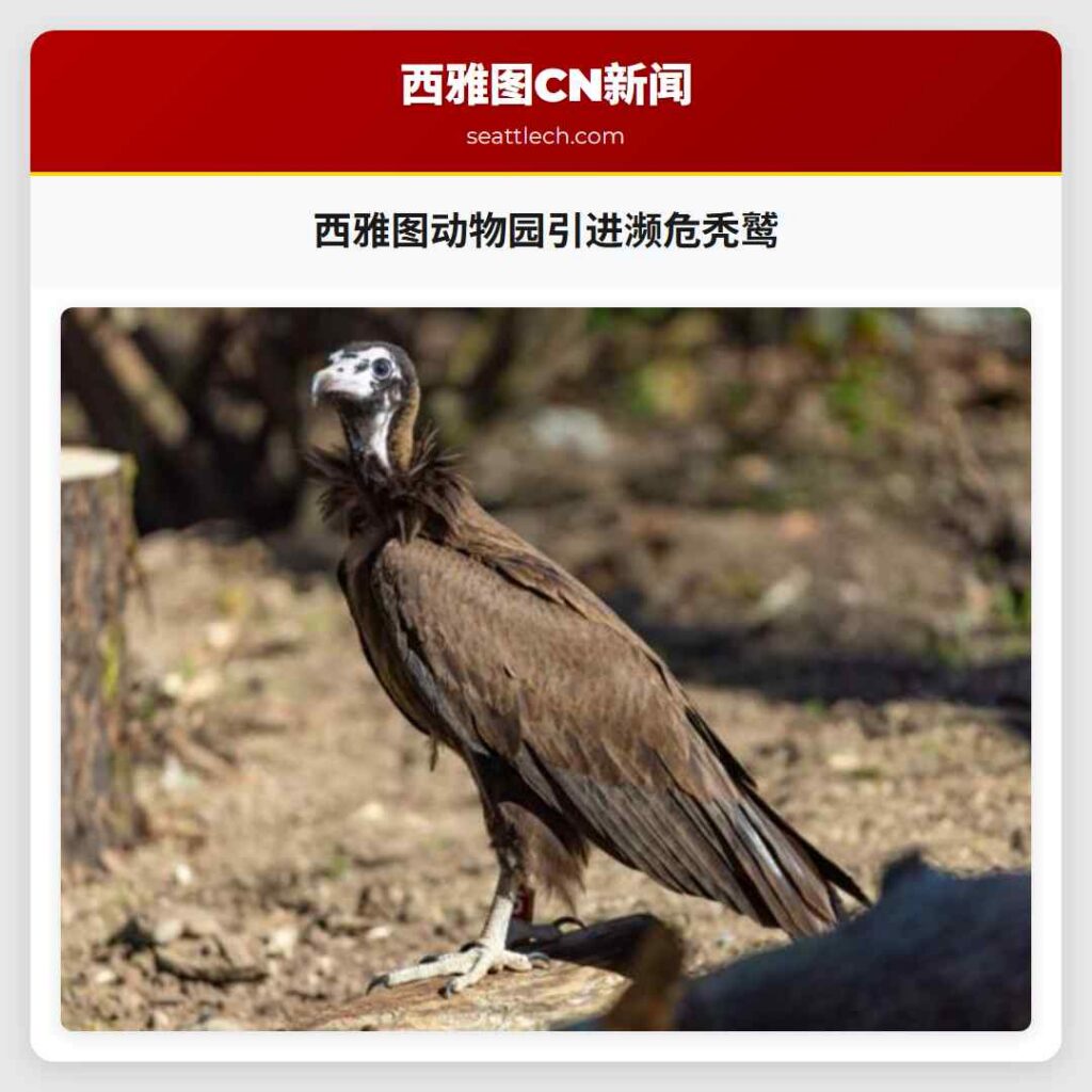 西雅图动物园引进濒危秃鹫