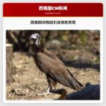 西雅图动物园引进濒危秃鹫