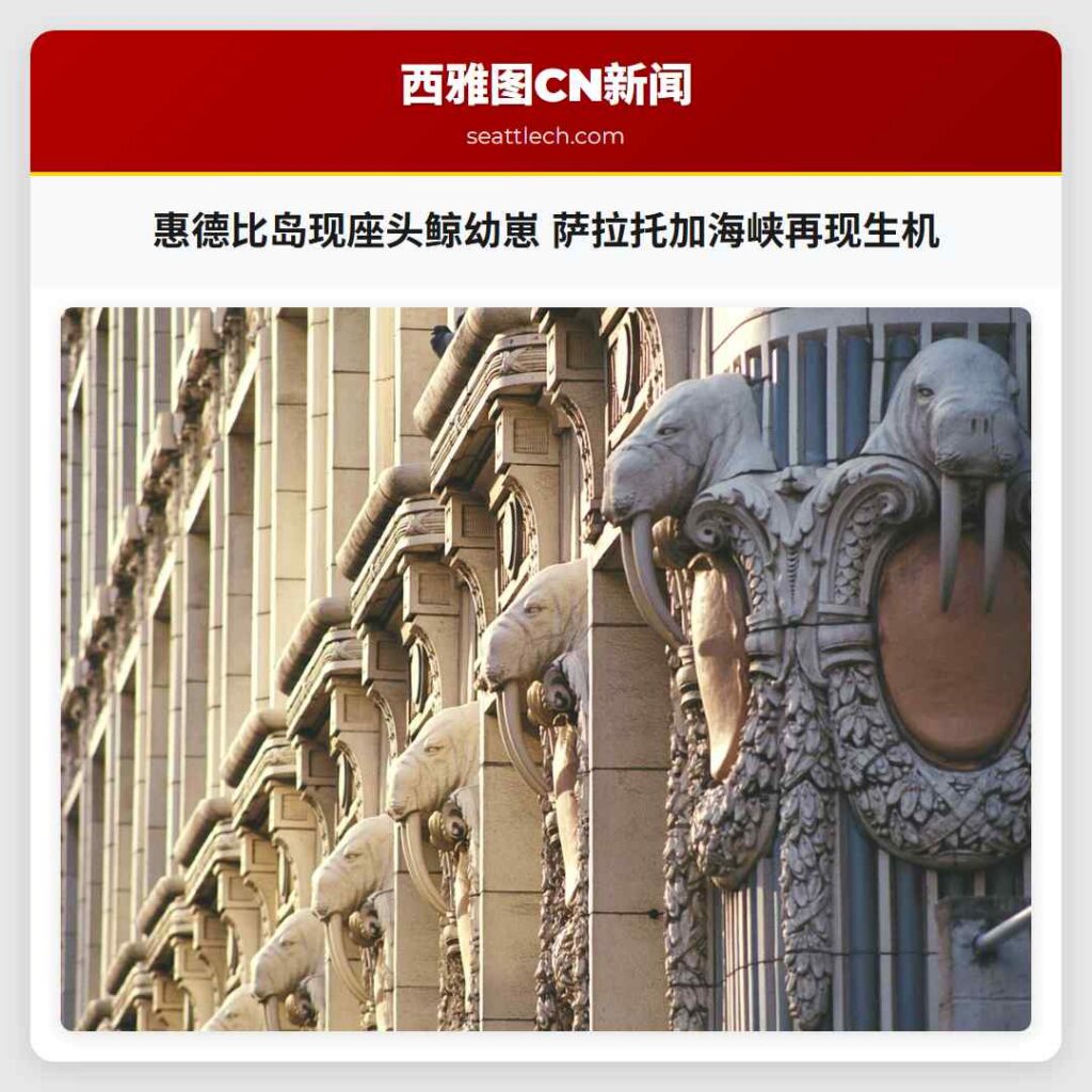 惠德比岛现座头鲸幼崽 萨拉托加海峡再现生机