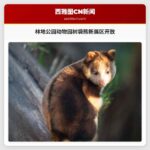 林地公园动物园树袋熊新展区开放