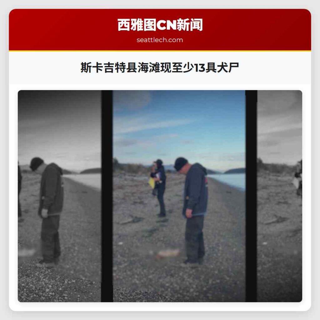斯卡吉特县海滩现至少13具犬尸