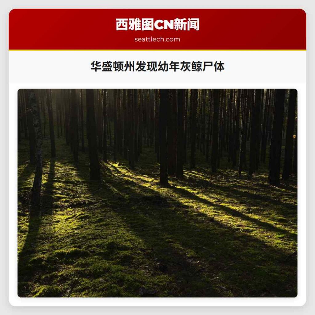 华盛顿州发现幼年灰鲸尸体