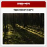 华盛顿州发现幼年灰鲸死亡