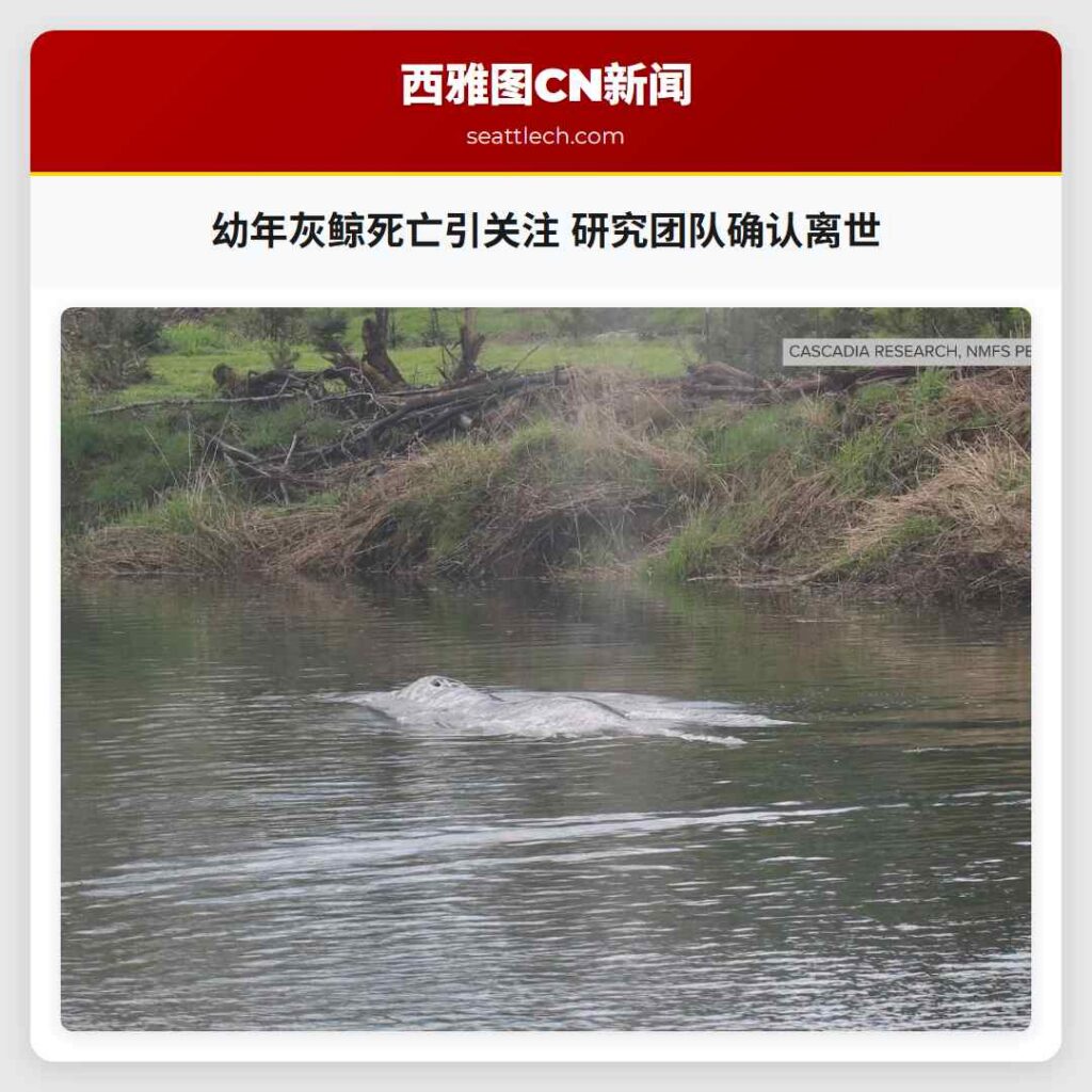 幼年灰鲸死亡引关注 研究团队确认离世