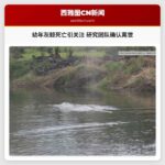 幼年灰鲸死亡引发关注 研究团队确认其离世