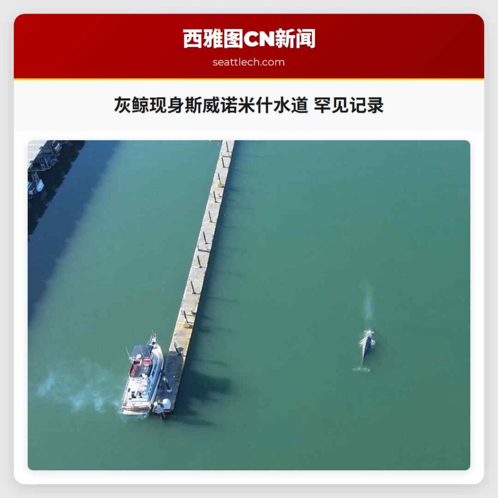 灰鲸现身斯威诺米什水道 罕见记录