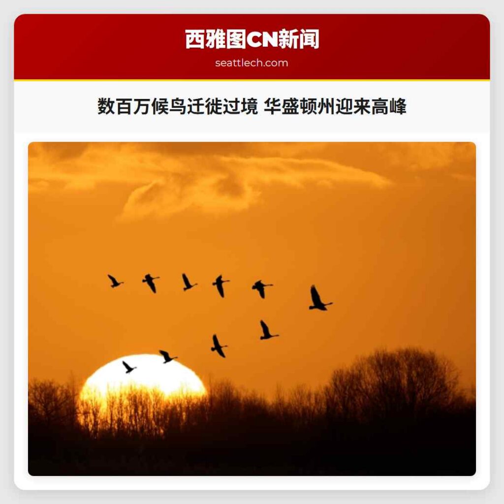 数百万候鸟迁徙过境 华盛顿州迎来高峰