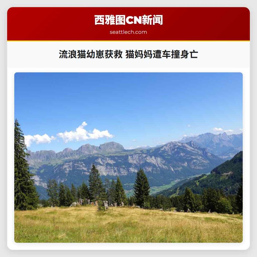 流浪猫幼崽获救 猫妈妈遭车撞身亡