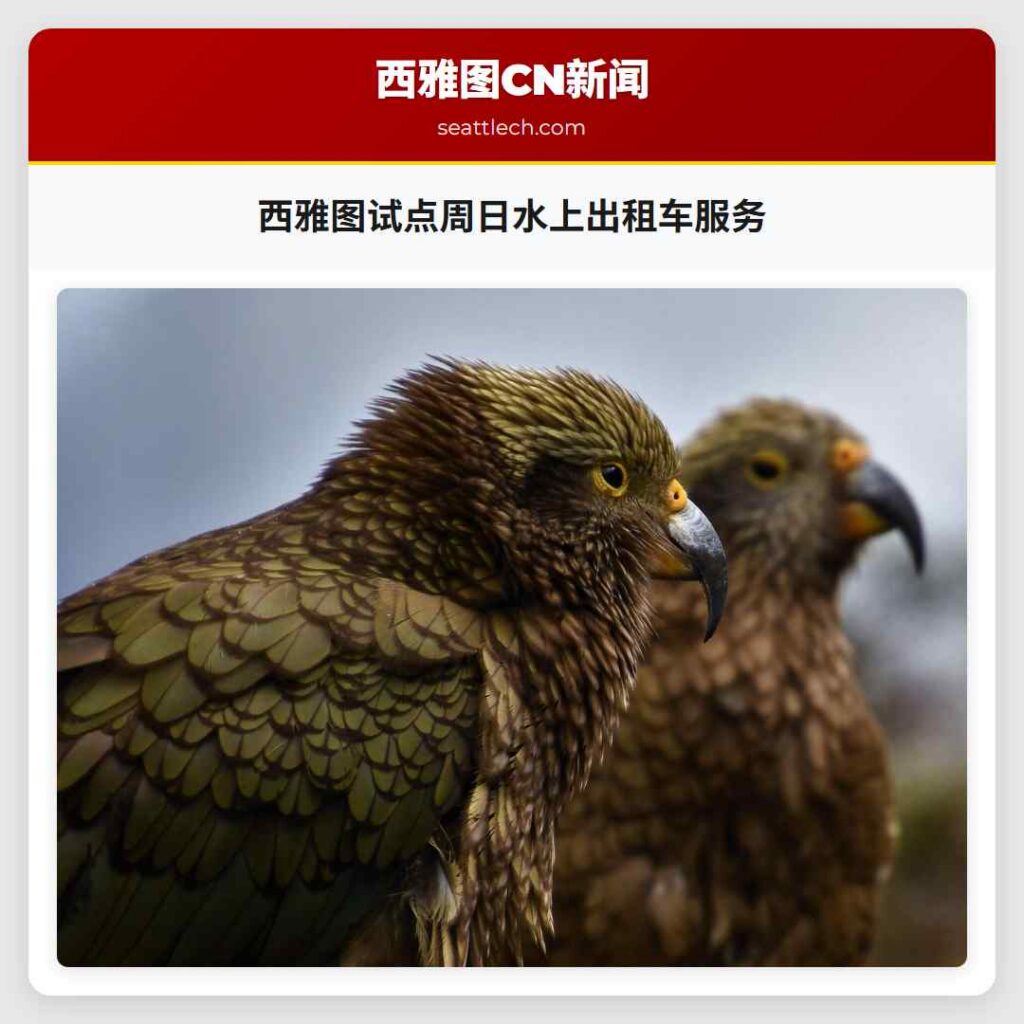 西雅图试点周日水上出租车服务