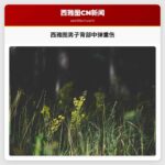 西雅图男子背部中弹重伤