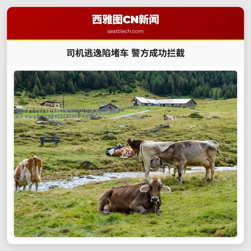 司机逃逸陷堵车 警方成功拦截